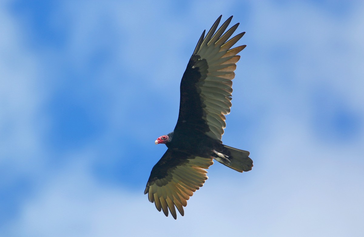 Turkey Vulture - Jerry Liguori