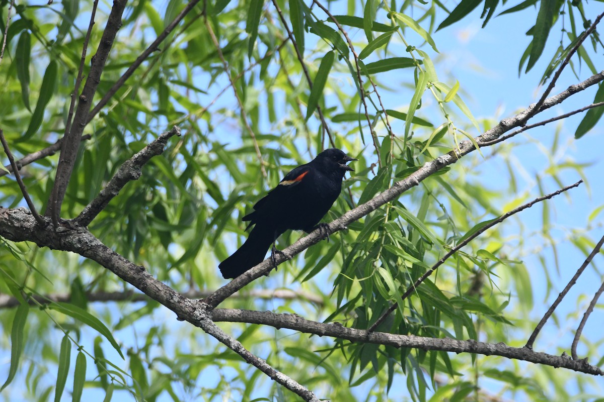 Red-winged Blackbird - ML245691011