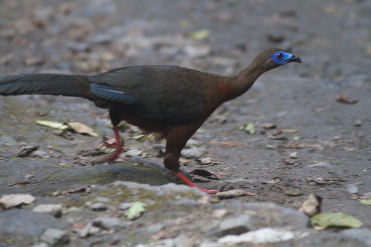 Sickle-winged Guan - ML245691421