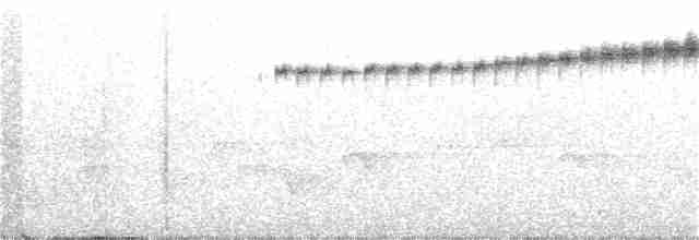 Широкохвістка далекосхідна - ML245692171