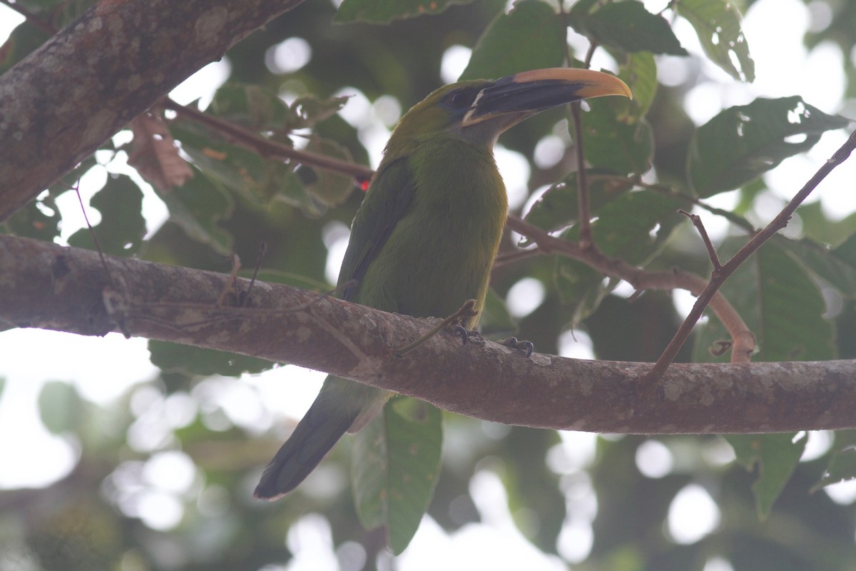 Groove-billed Toucanet - ML245692261