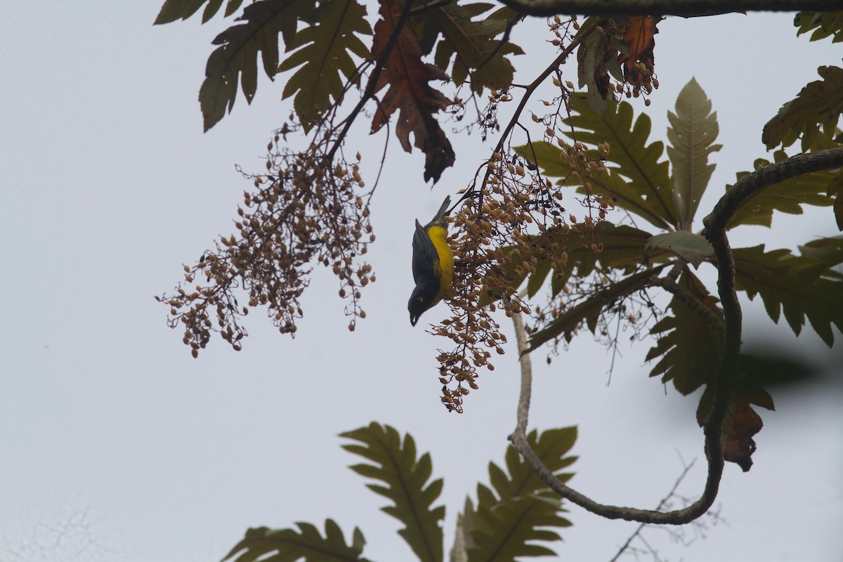 Black-cheeked Mountain Tanager - ML245694131