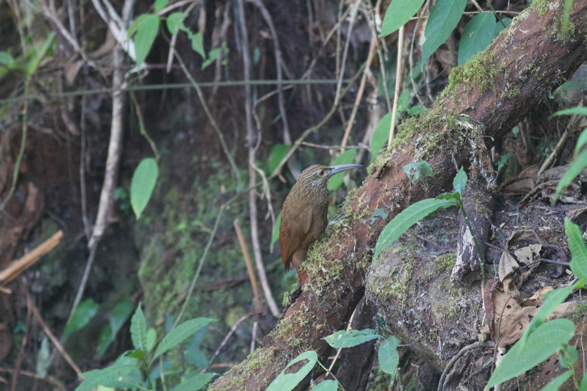 Strong-billed Woodcreeper - ML245695071