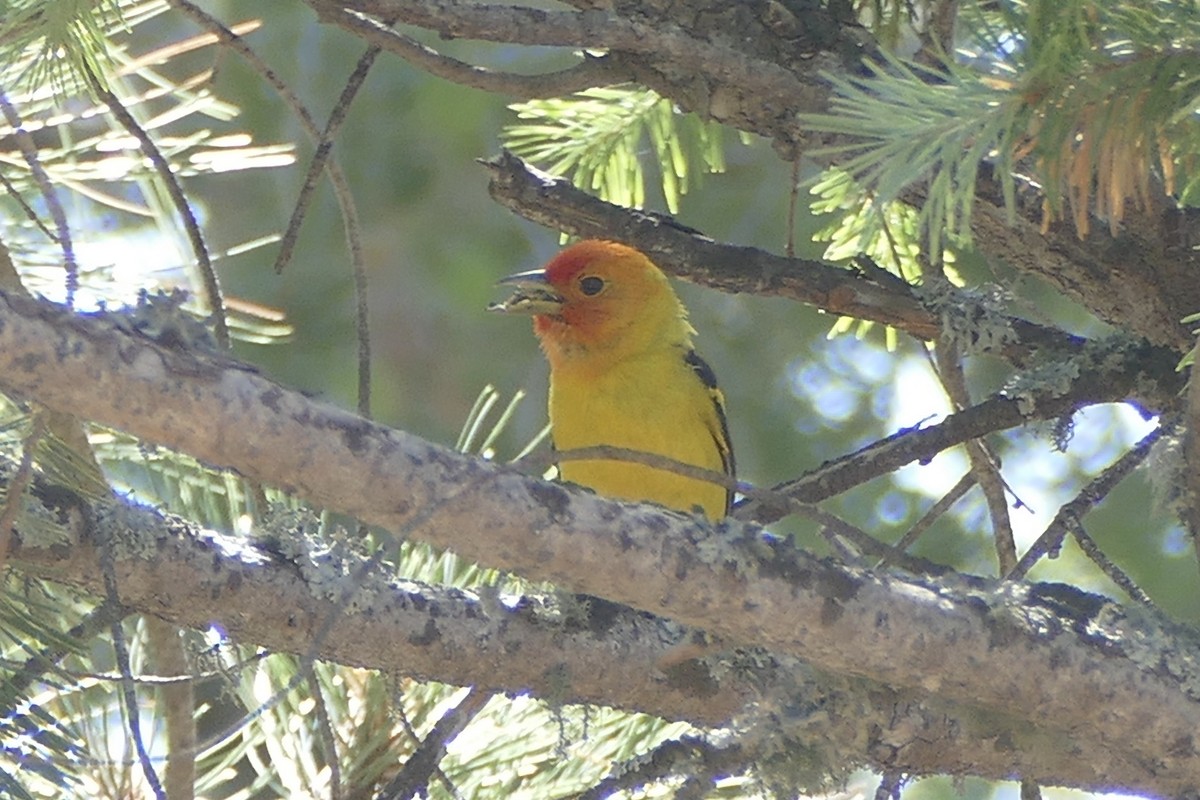 Western Tanager - ML245708281