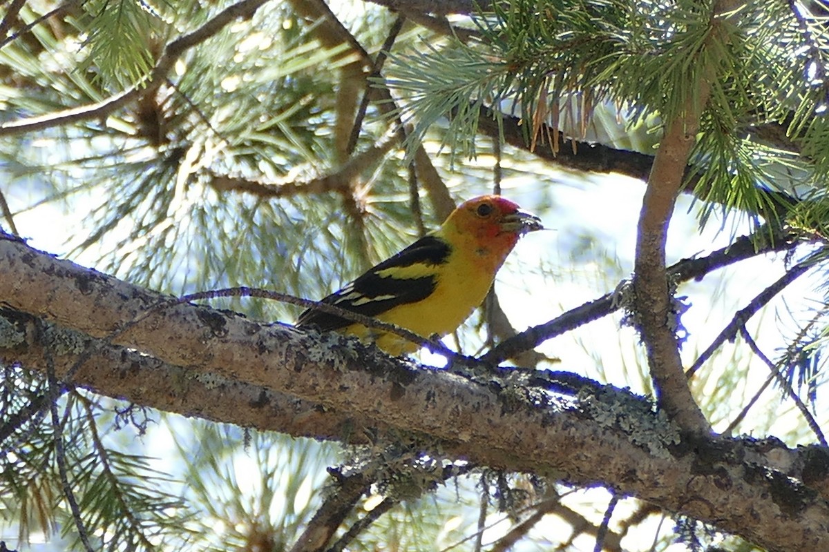 Western Tanager - ML245708291