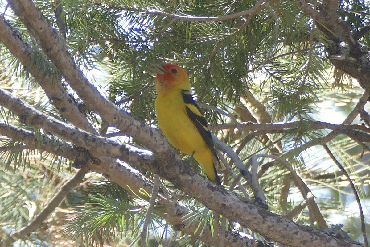 Western Tanager - ML245708301