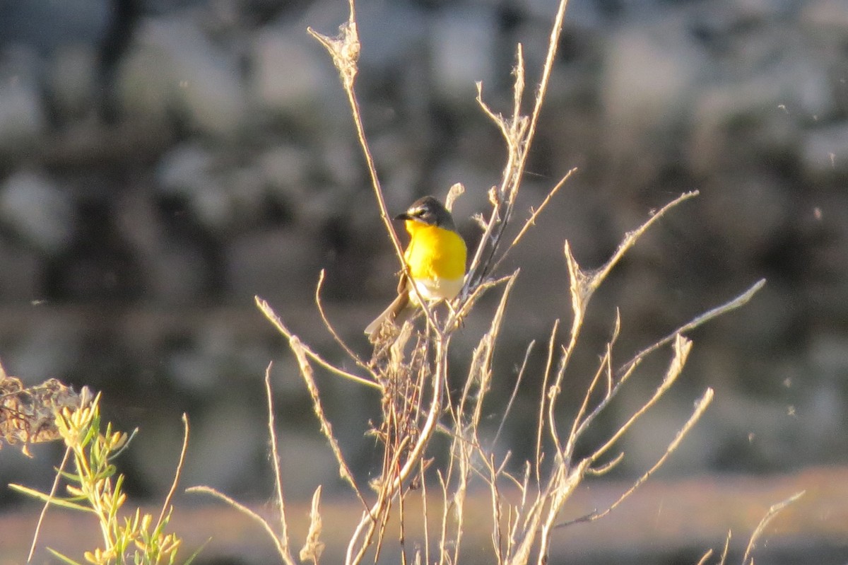 Yellow-breasted Chat - ML245717031
