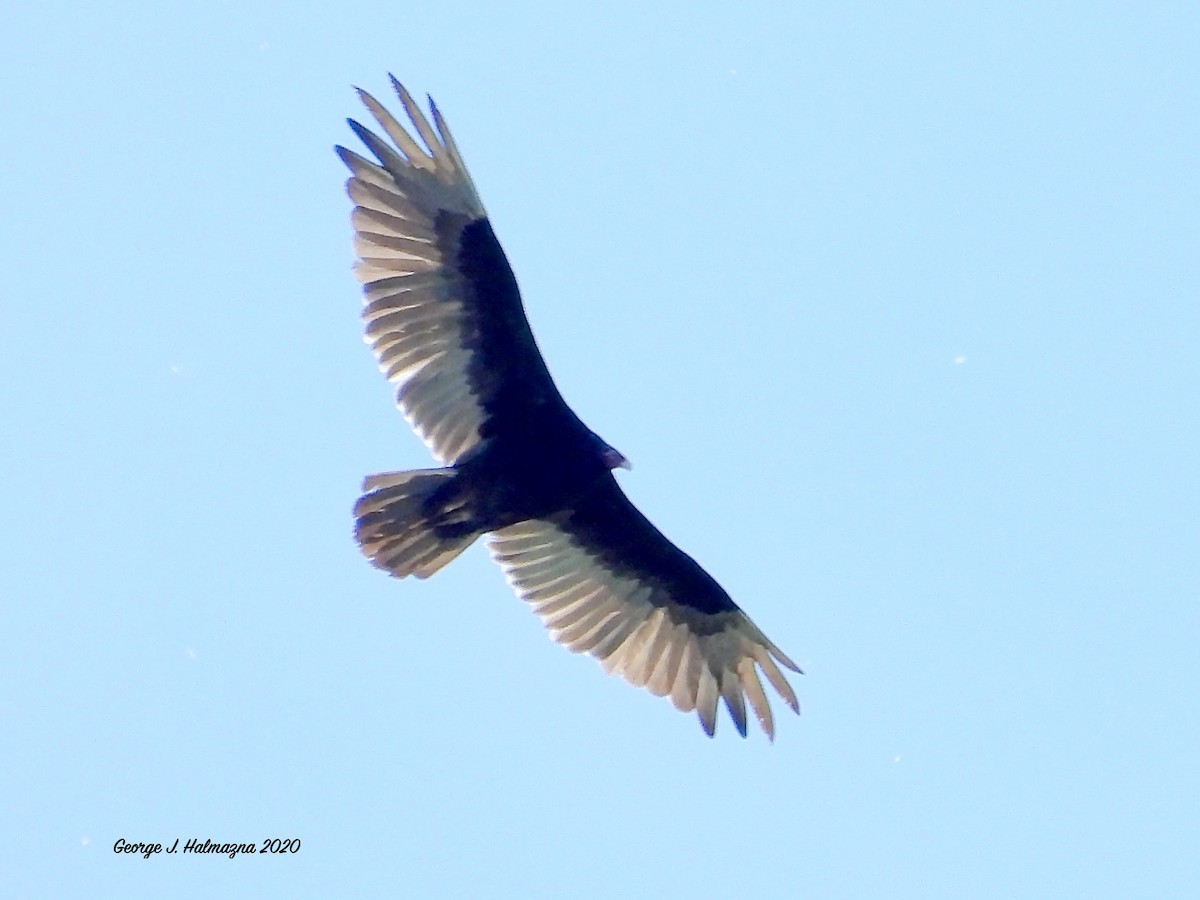 Turkey Vulture - ML245718041