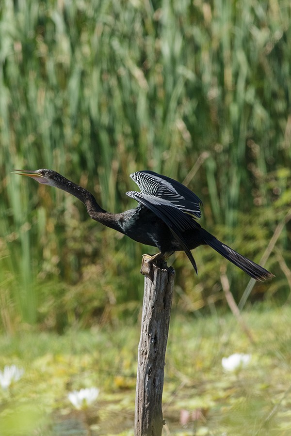 Anhinga - Aves de la Laguna