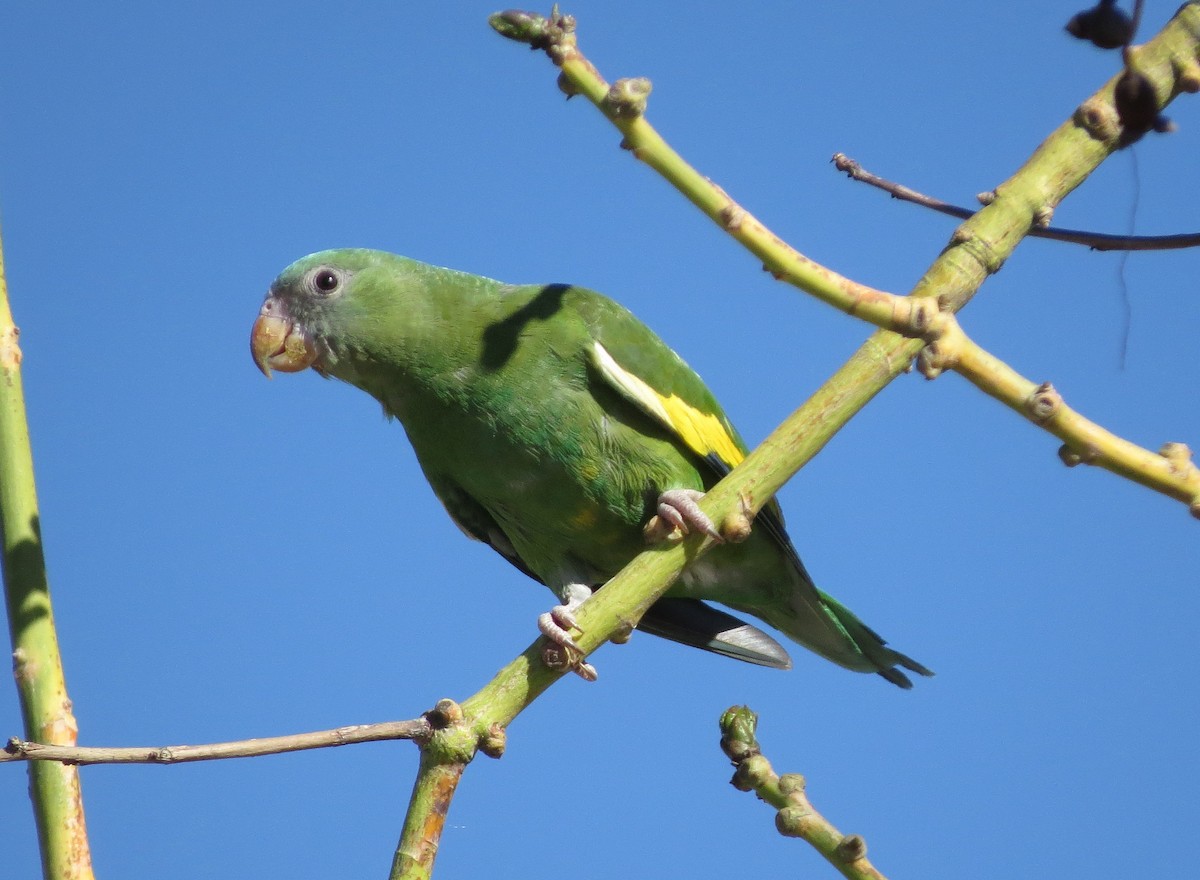 White-winged Parakeet - Brittany O'Connor