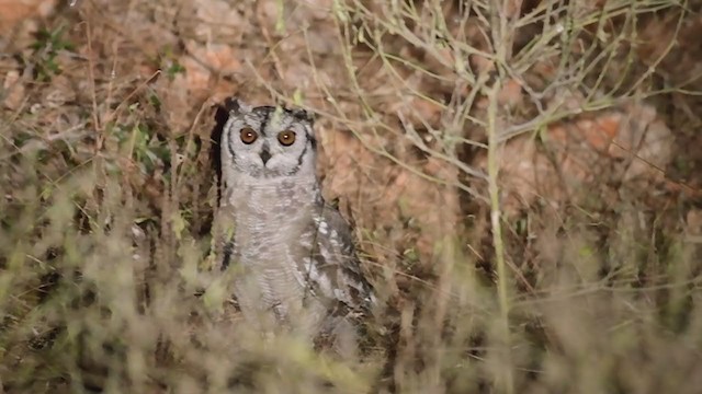 Grayish Eagle-Owl - ML245725471