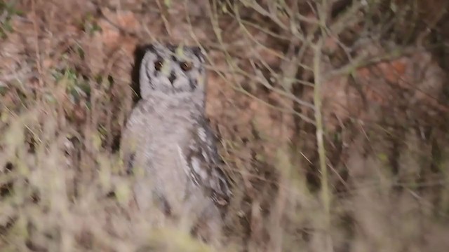 Grayish Eagle-Owl - ML245725601