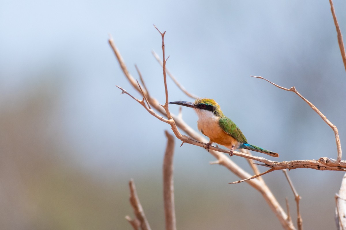 Somali Bee-eater - ML245728701