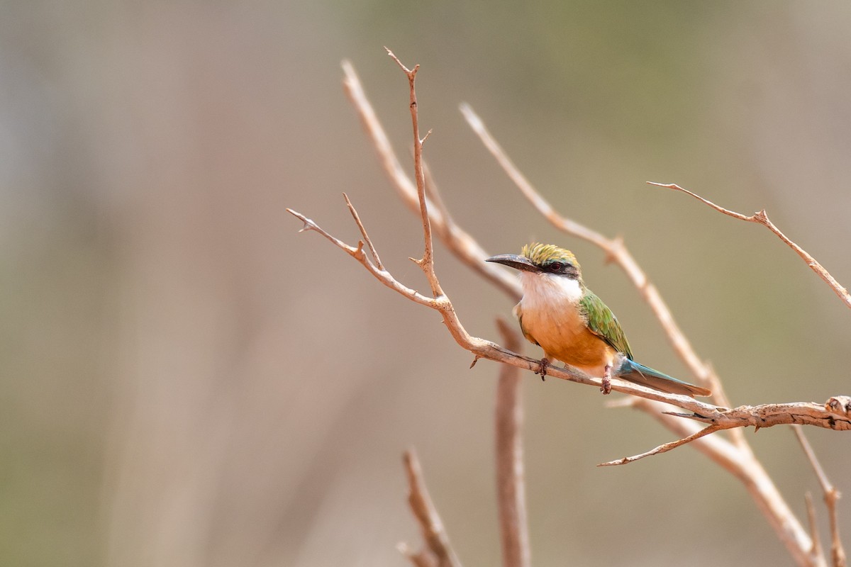 Somali Bee-eater - ML245728721