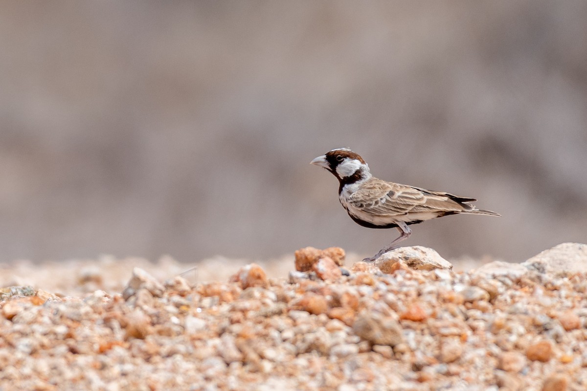 Chestnut-headed Sparrow-Lark - ML245728751