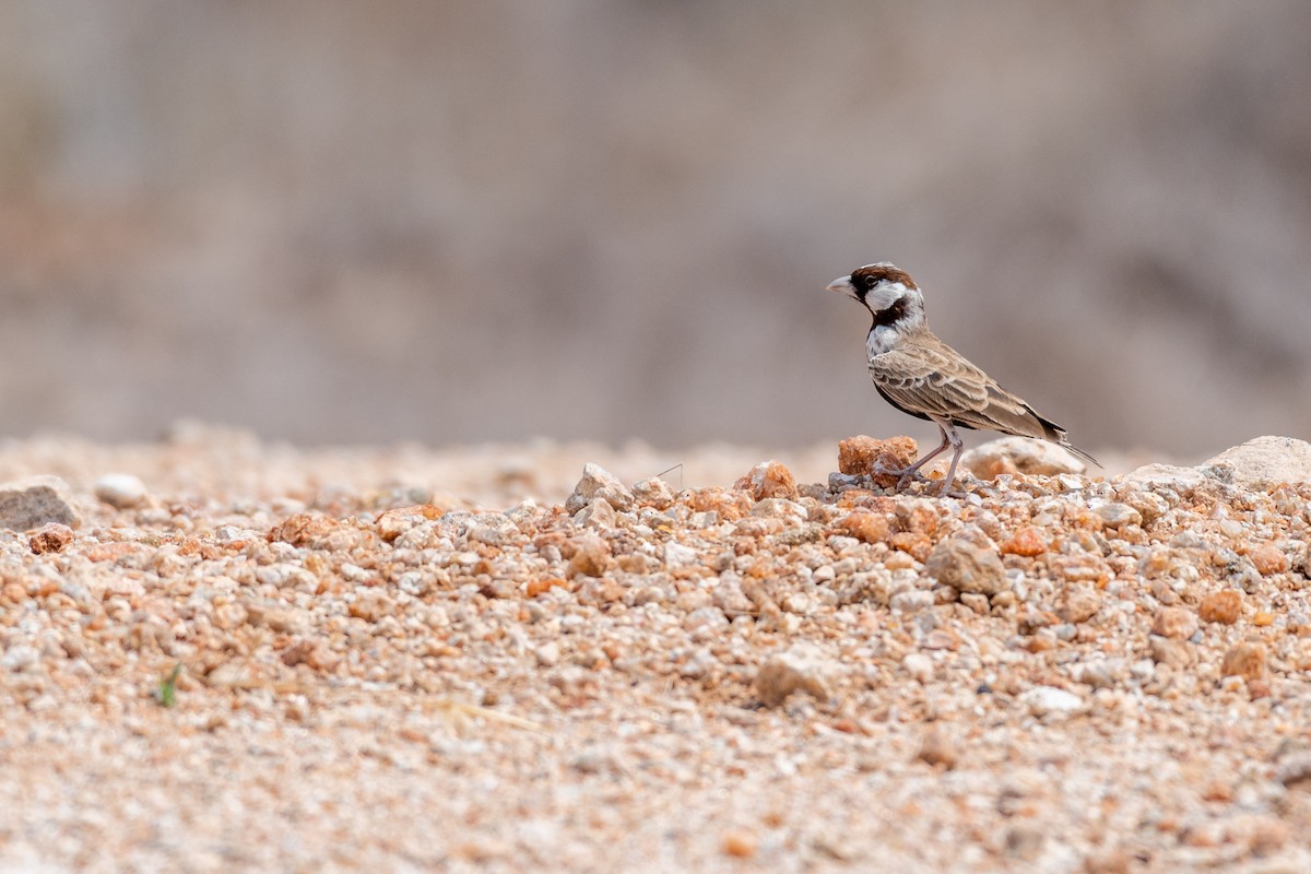 Chestnut-headed Sparrow-Lark - ML245728791