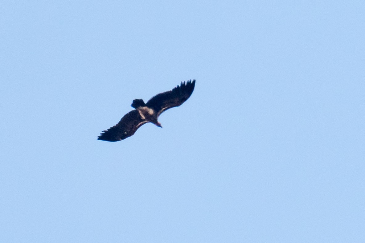 Lappet-faced Vulture - ML245728881