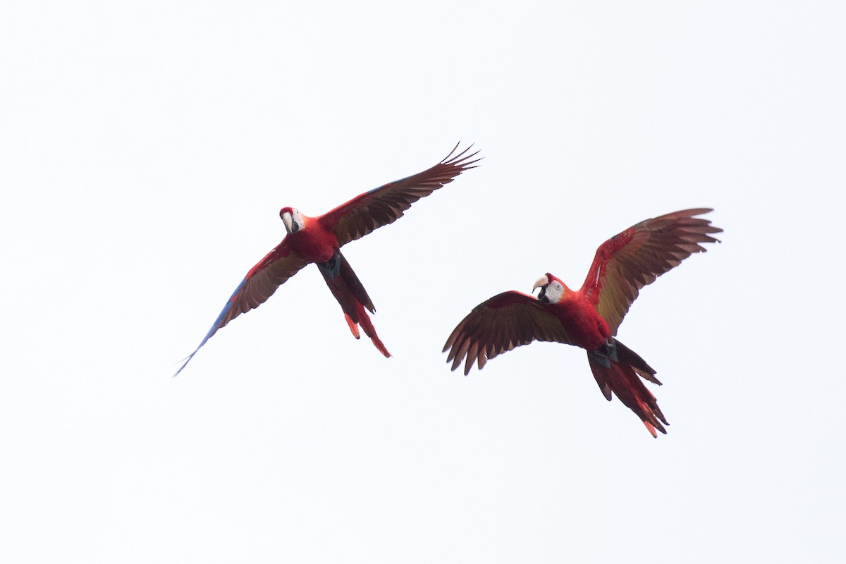 Scarlet Macaw - ML245732121