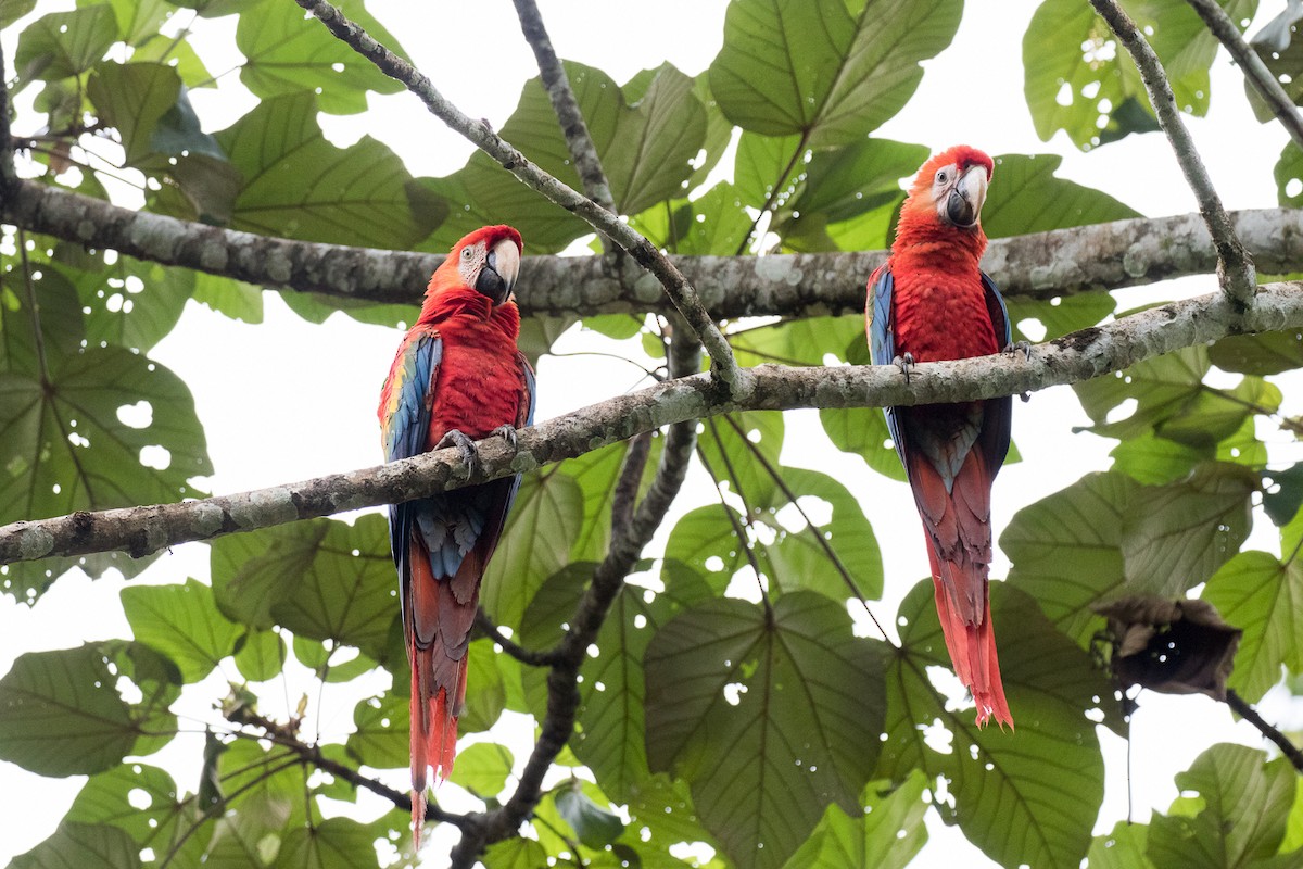 Scarlet Macaw - ML245732871