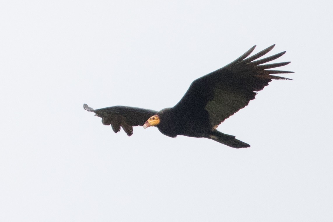 Greater Yellow-headed Vulture - ML245732951