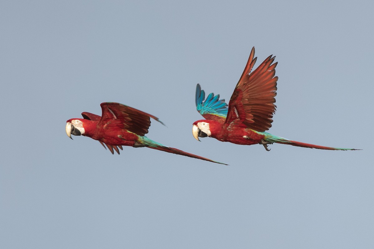 Red-and-green Macaw - ML245733011