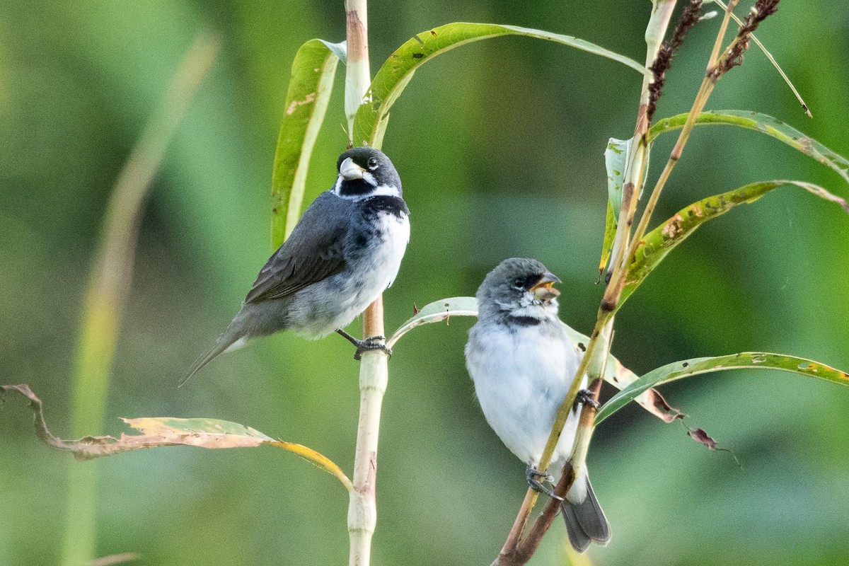 Double-collared Seedeater - ML245733081