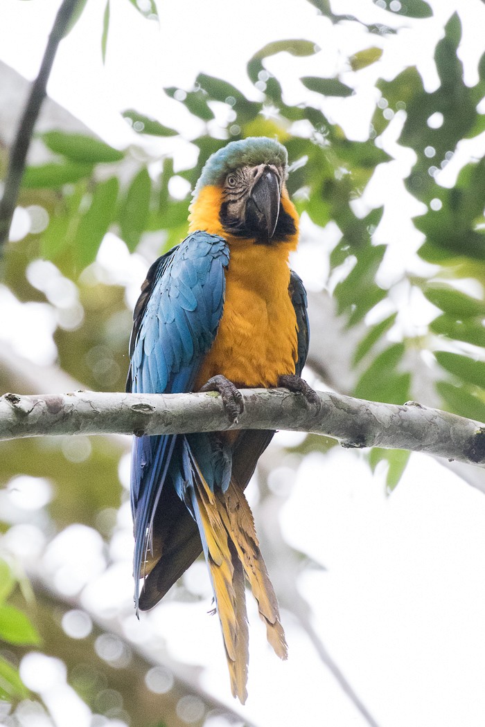 Blue-and-yellow Macaw - ML245733111
