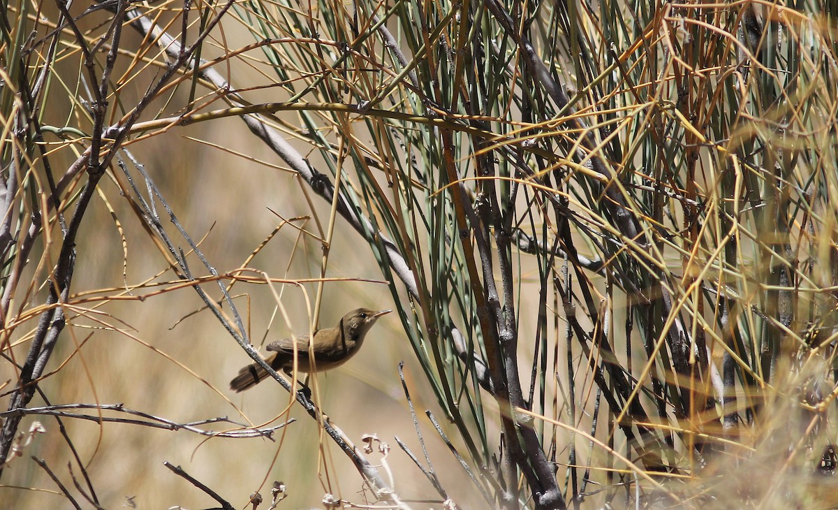 Common Reed Warbler (African) - ML245733601