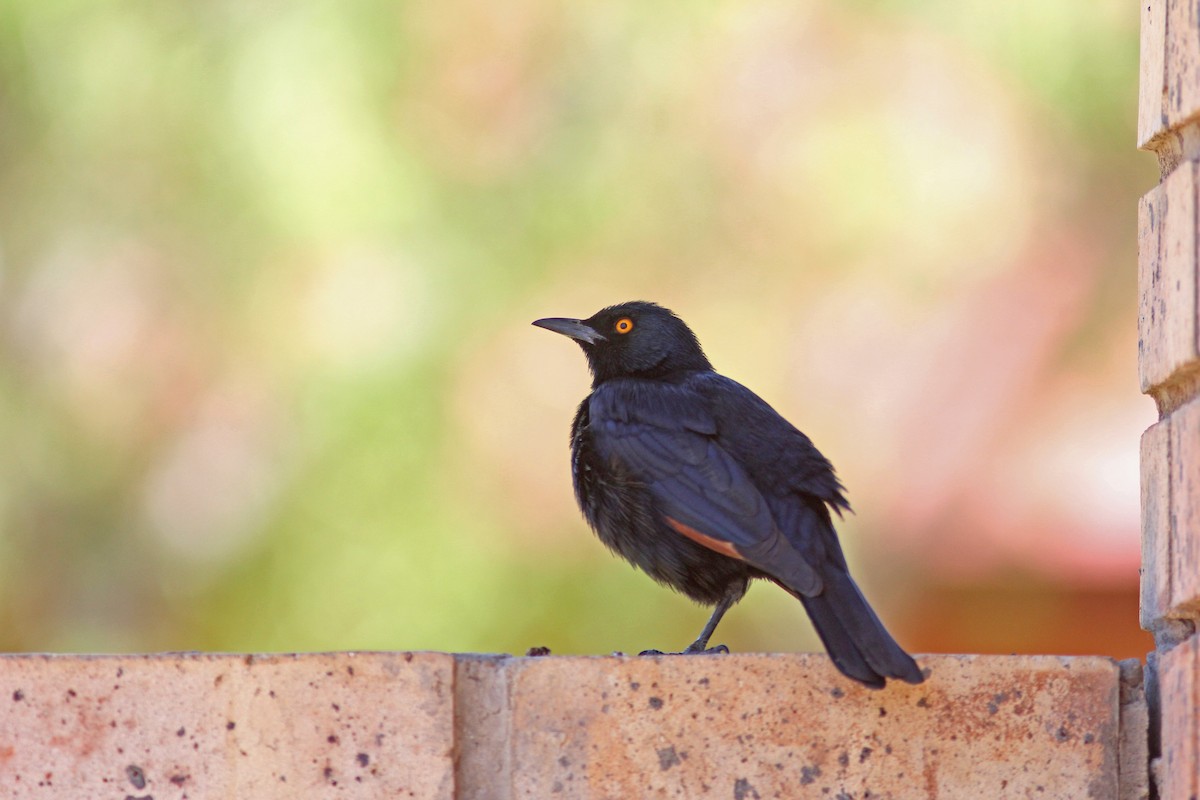 Pale-winged Starling - ML245733671
