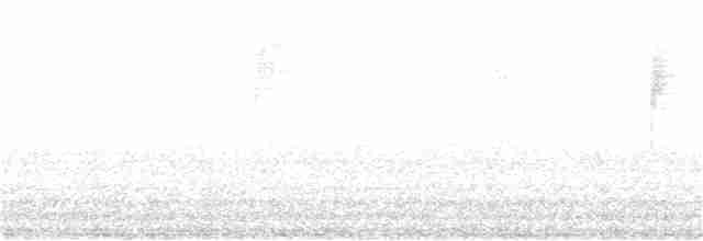 Изменчивый куравонг (arguta) - ML245734381