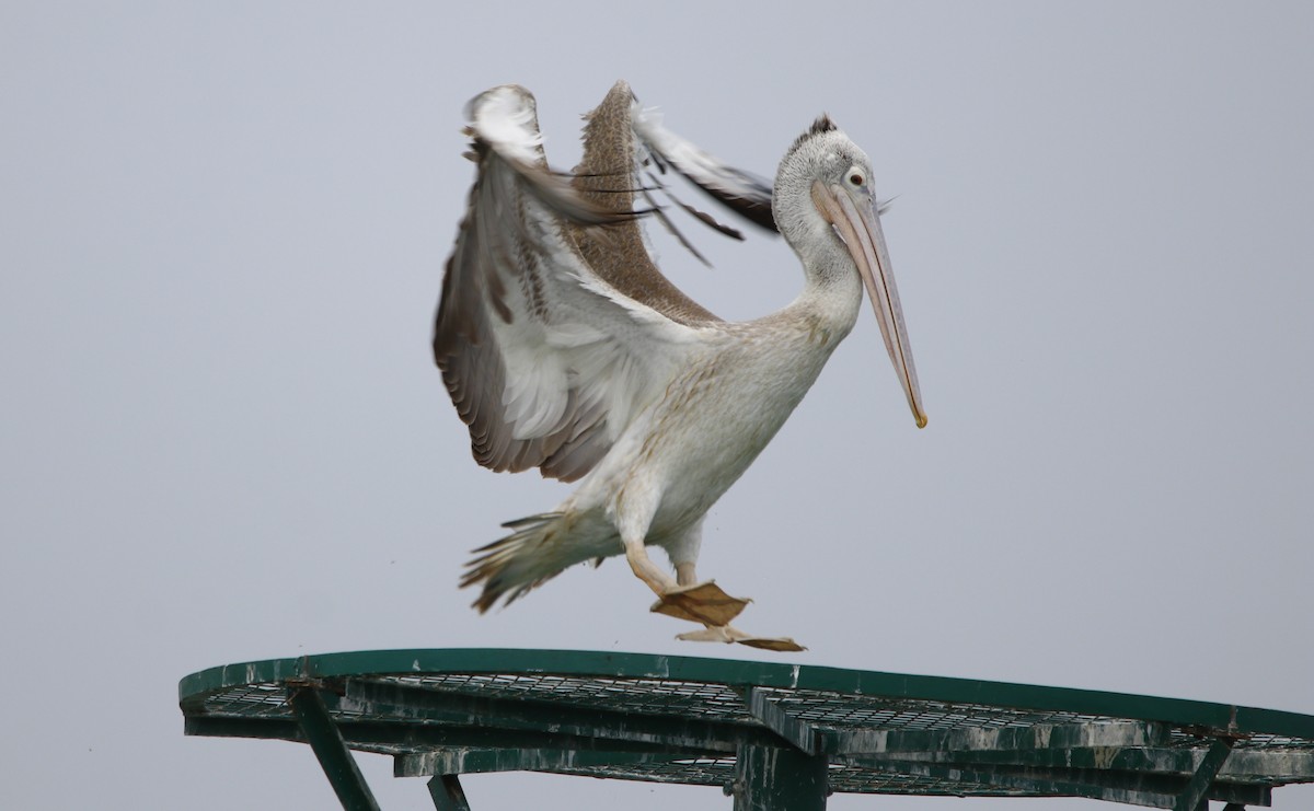 Spot-billed Pelican - ML245735031