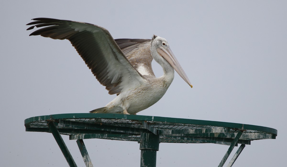 Spot-billed Pelican - Bhaarat Vyas