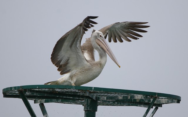 Spot-billed Pelican - eBird