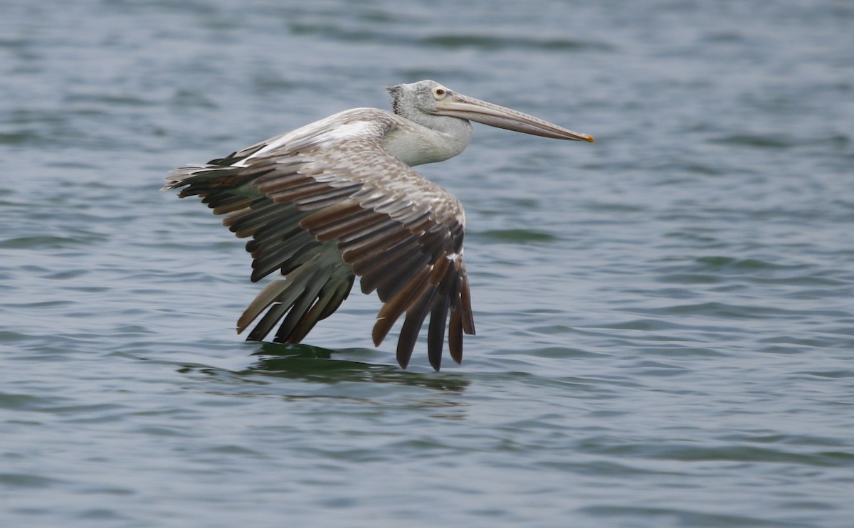 Spot-billed Pelican - ML245735071