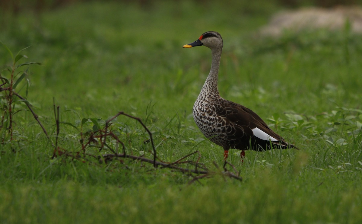 Indian Spot-billed Duck - ML245735211