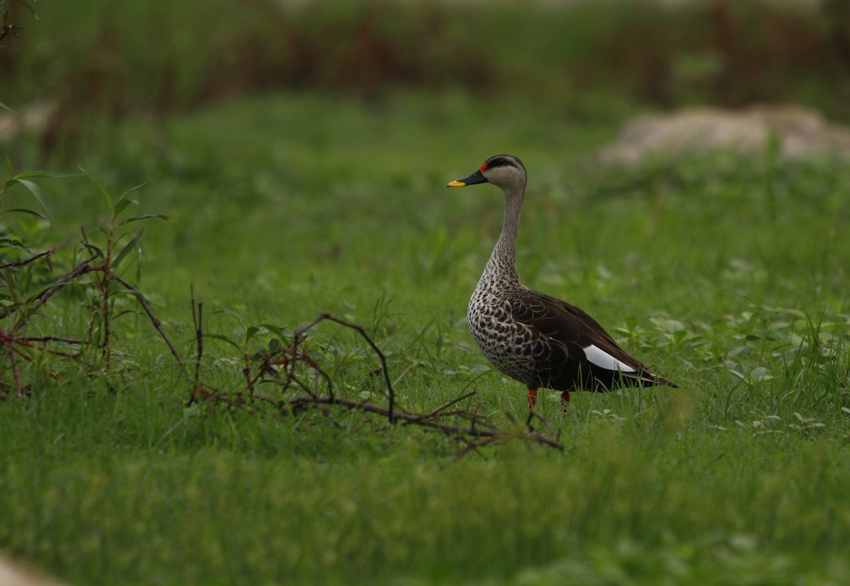Indian Spot-billed Duck - ML245735231