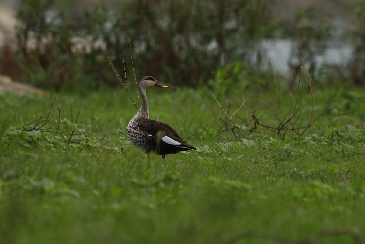 Indian Spot-billed Duck - ML245735241