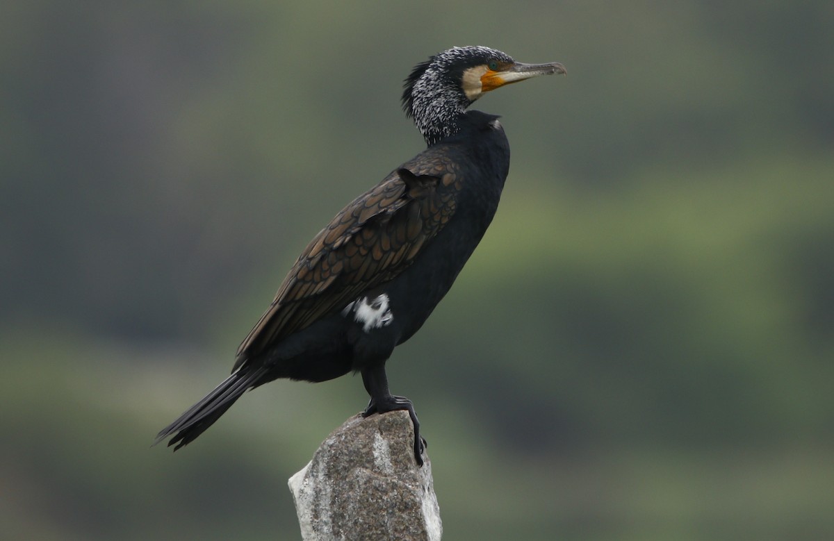 Great Cormorant - Bhaarat Vyas