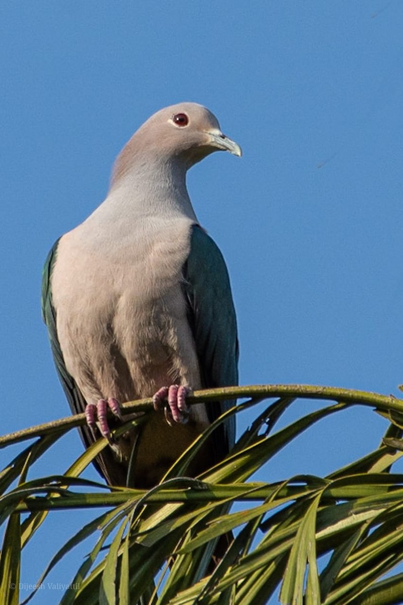 Green Imperial-Pigeon - Dijeesh V
