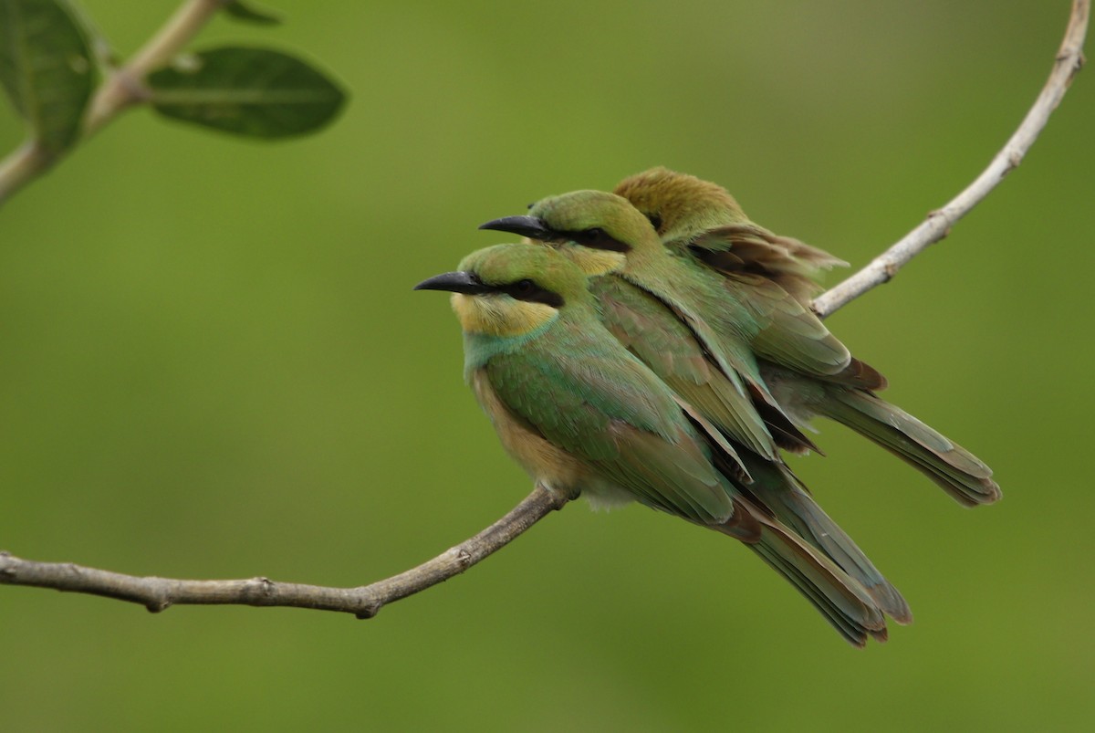 Asian Green Bee-eater - Bhaarat Vyas