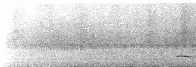 White-streaked Antvireo (White-streaked) - ML245740