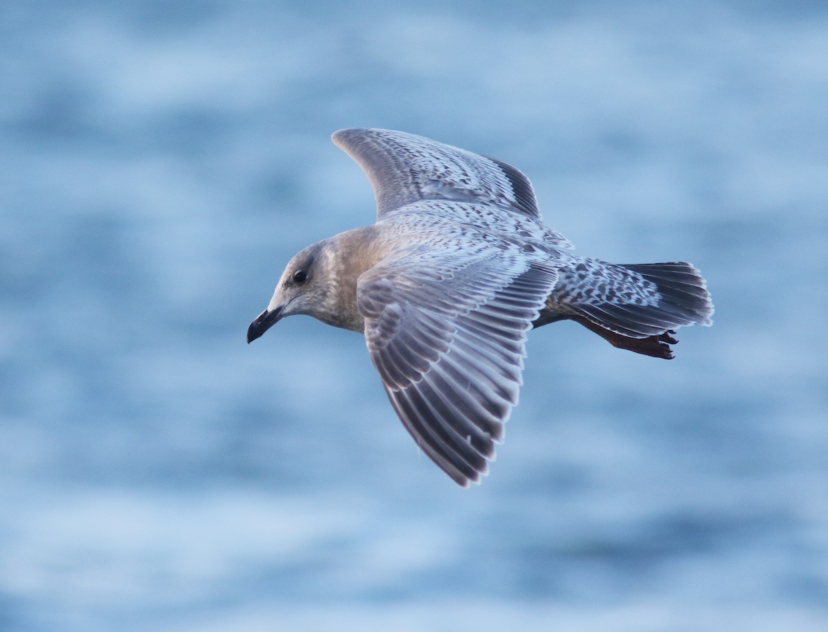 Iceland Gull (Thayer's) - William Price