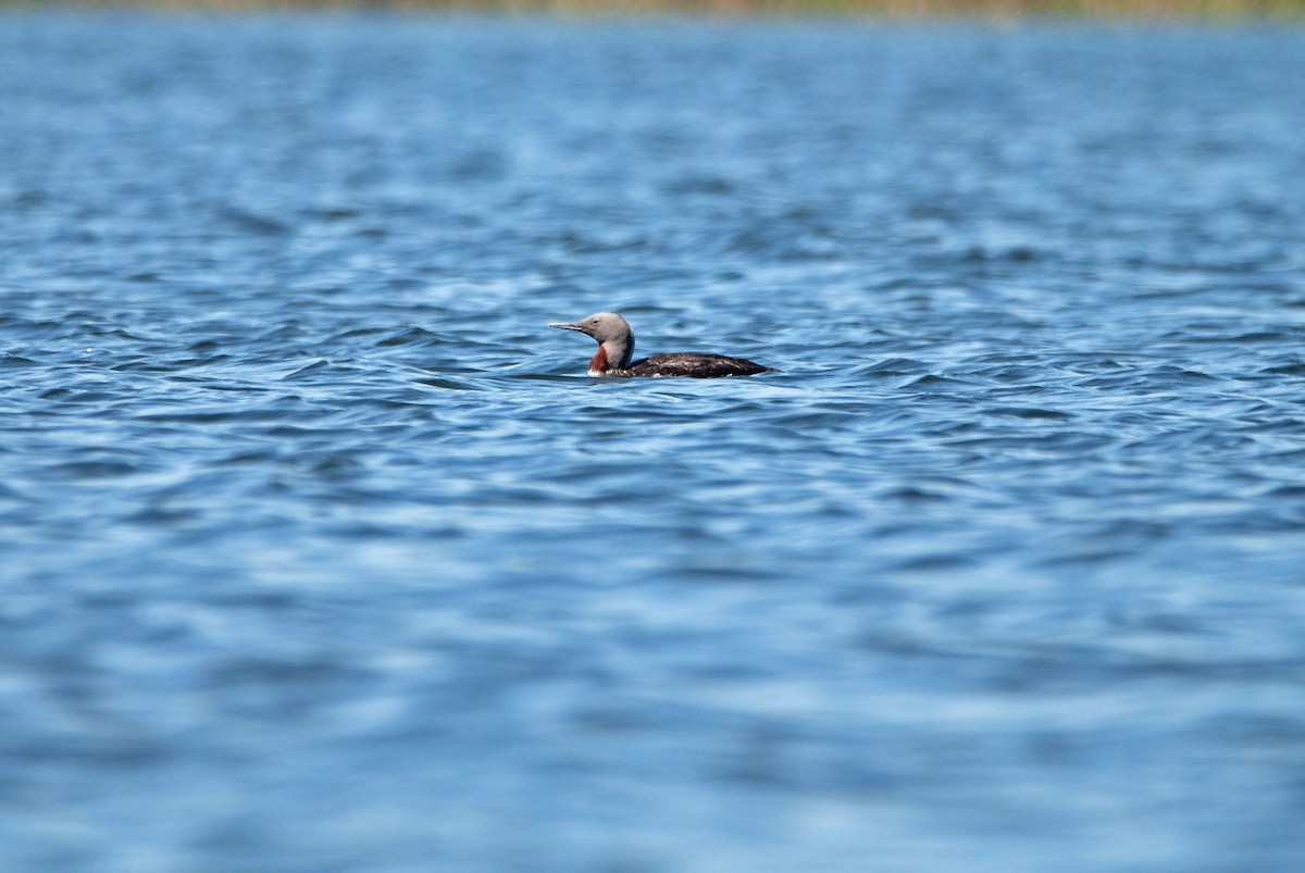 eBird Checklist 8 Jun 2020 Baw Beese Lake 33 species