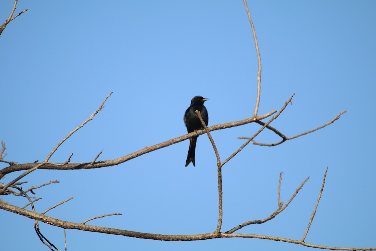 Fork-tailed Drongo - ML245745491
