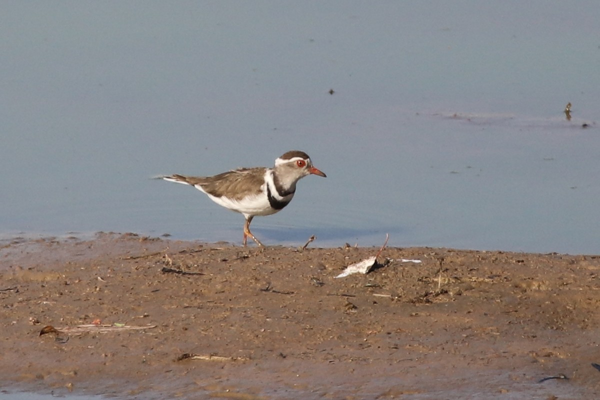 Three-banded Plover - ML245745511