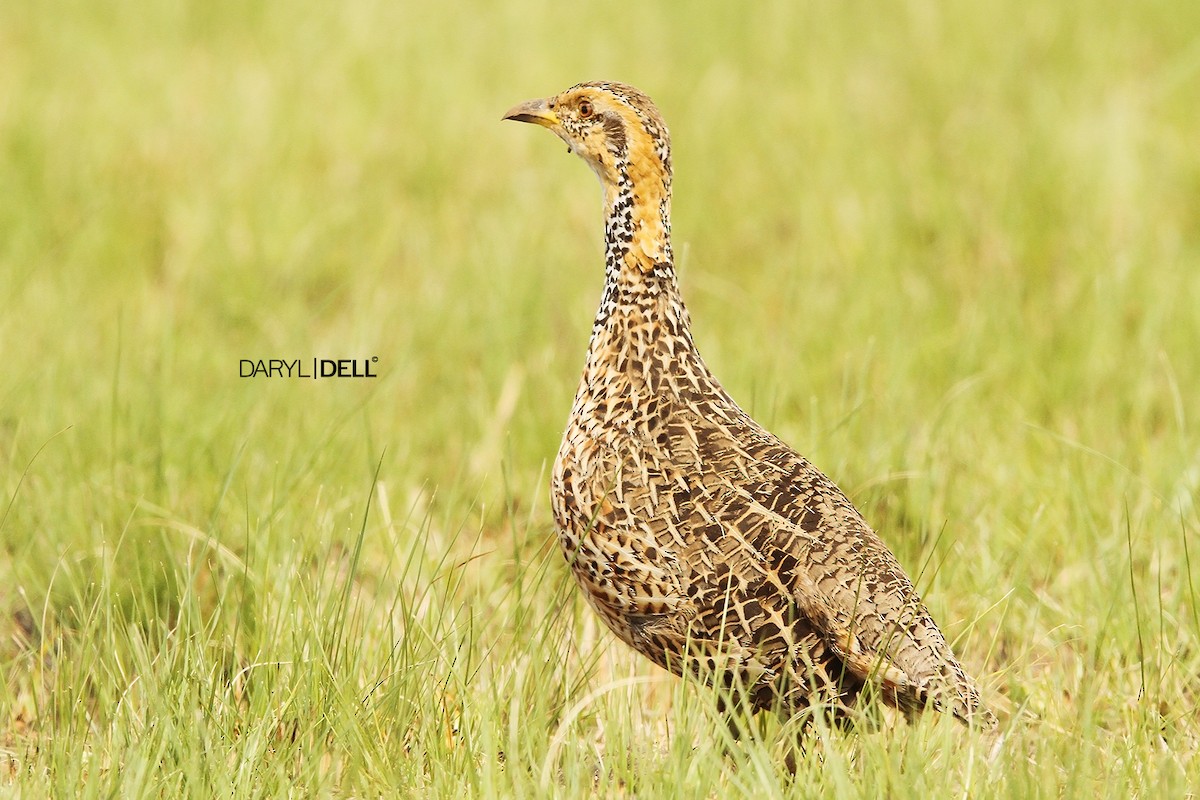 Red-winged Francolin - ML24574721