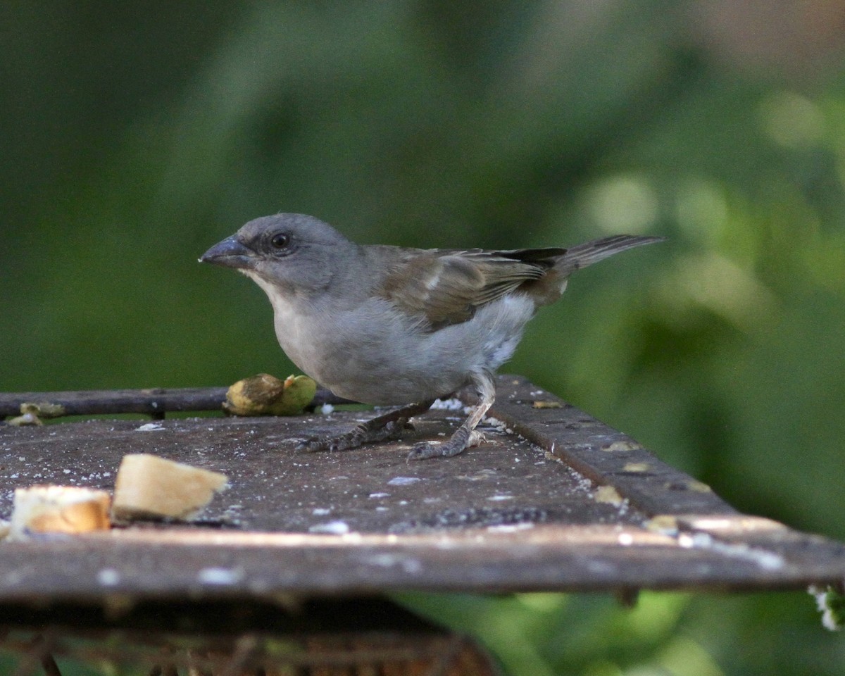 Northern Gray-headed Sparrow - ML245748561
