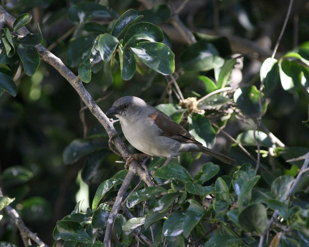 Northern Gray-headed Sparrow - ML245748591