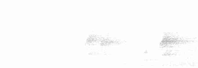 Orthonyx de Temminck - ML245748901