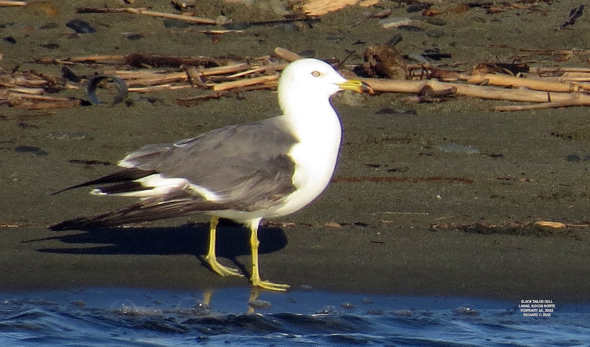 Black-tailed Gull - ML24575111